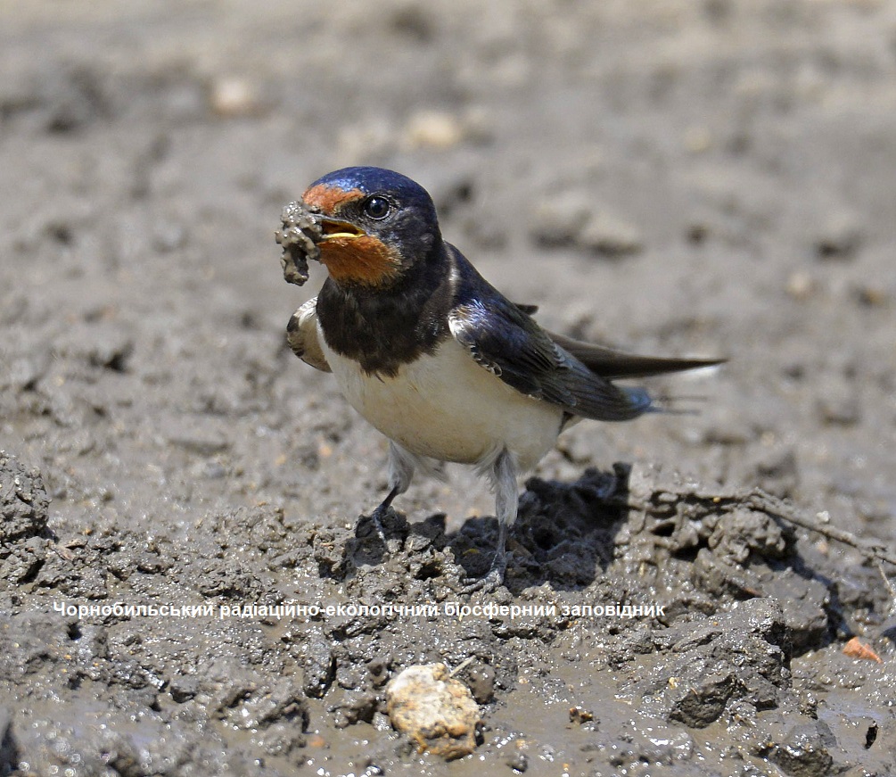 Фото: деревенская ласточка