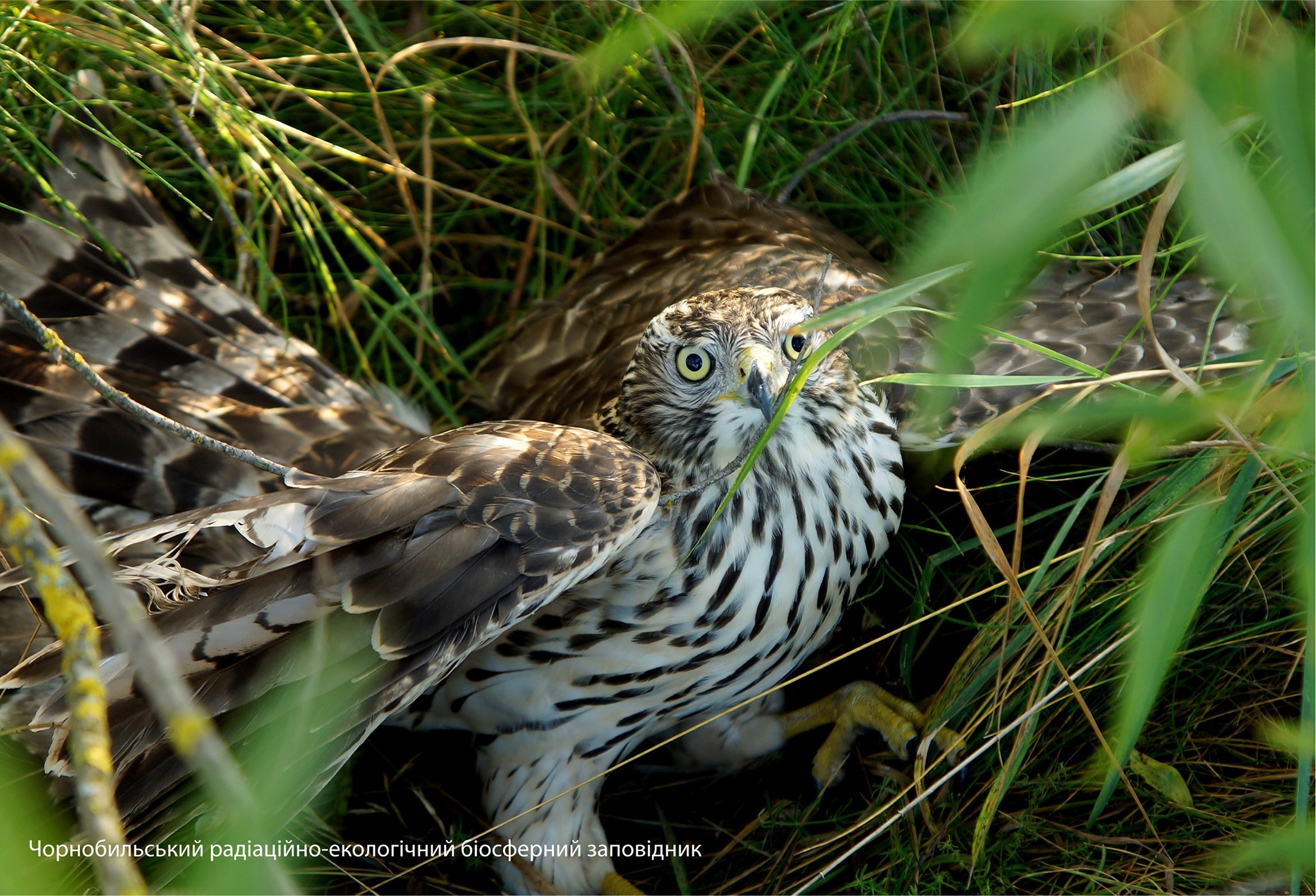 Ястреб-тетеревятник