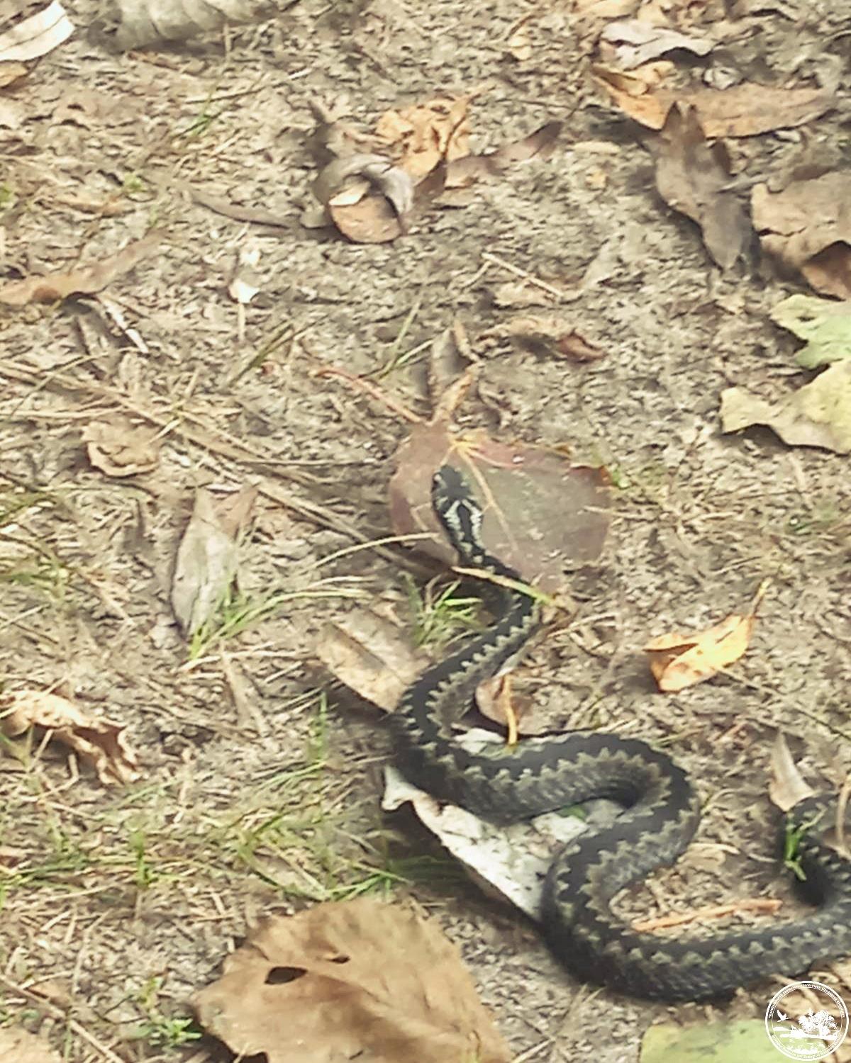 Гадюка на земле