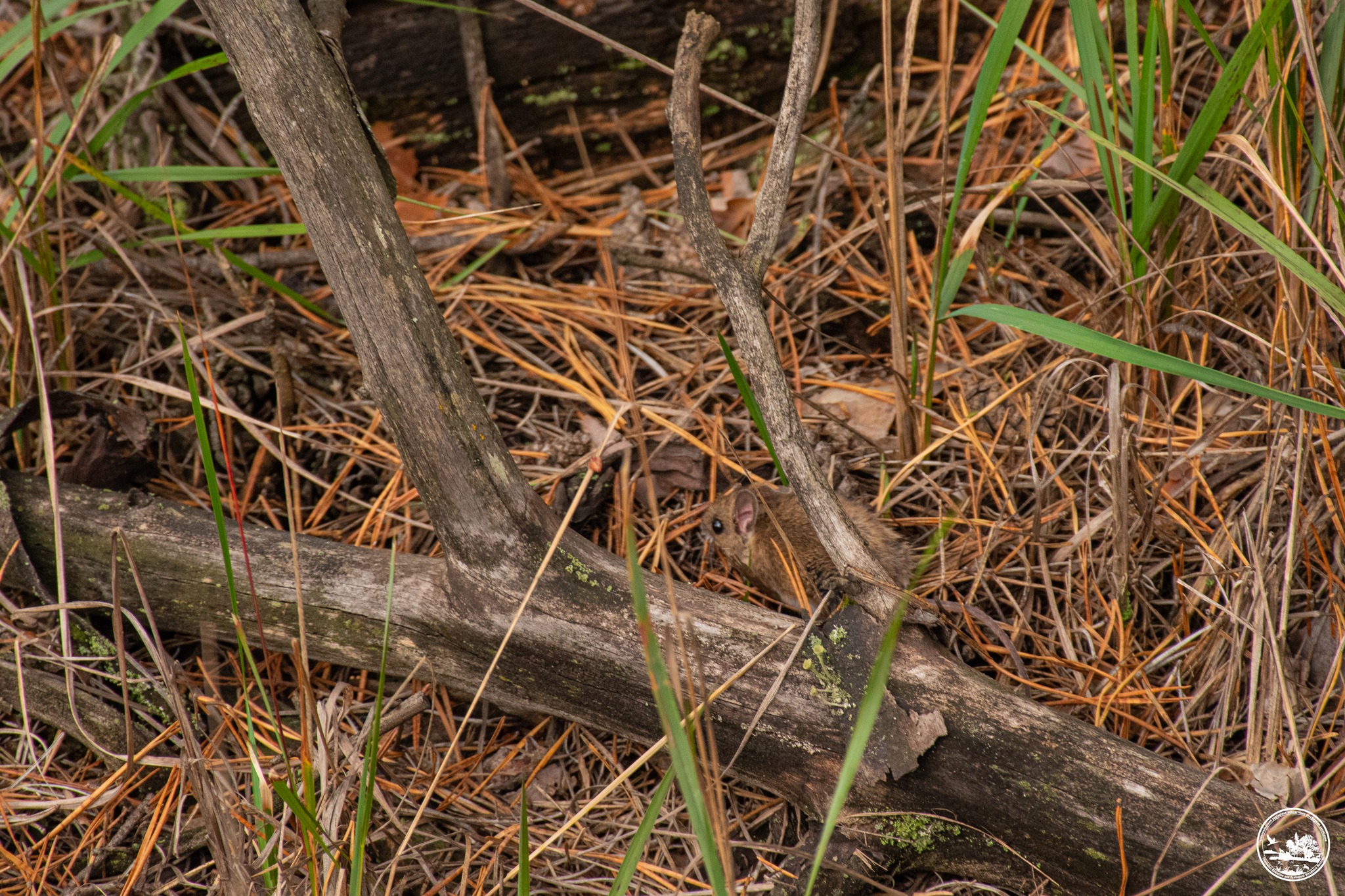 Мышь в траве