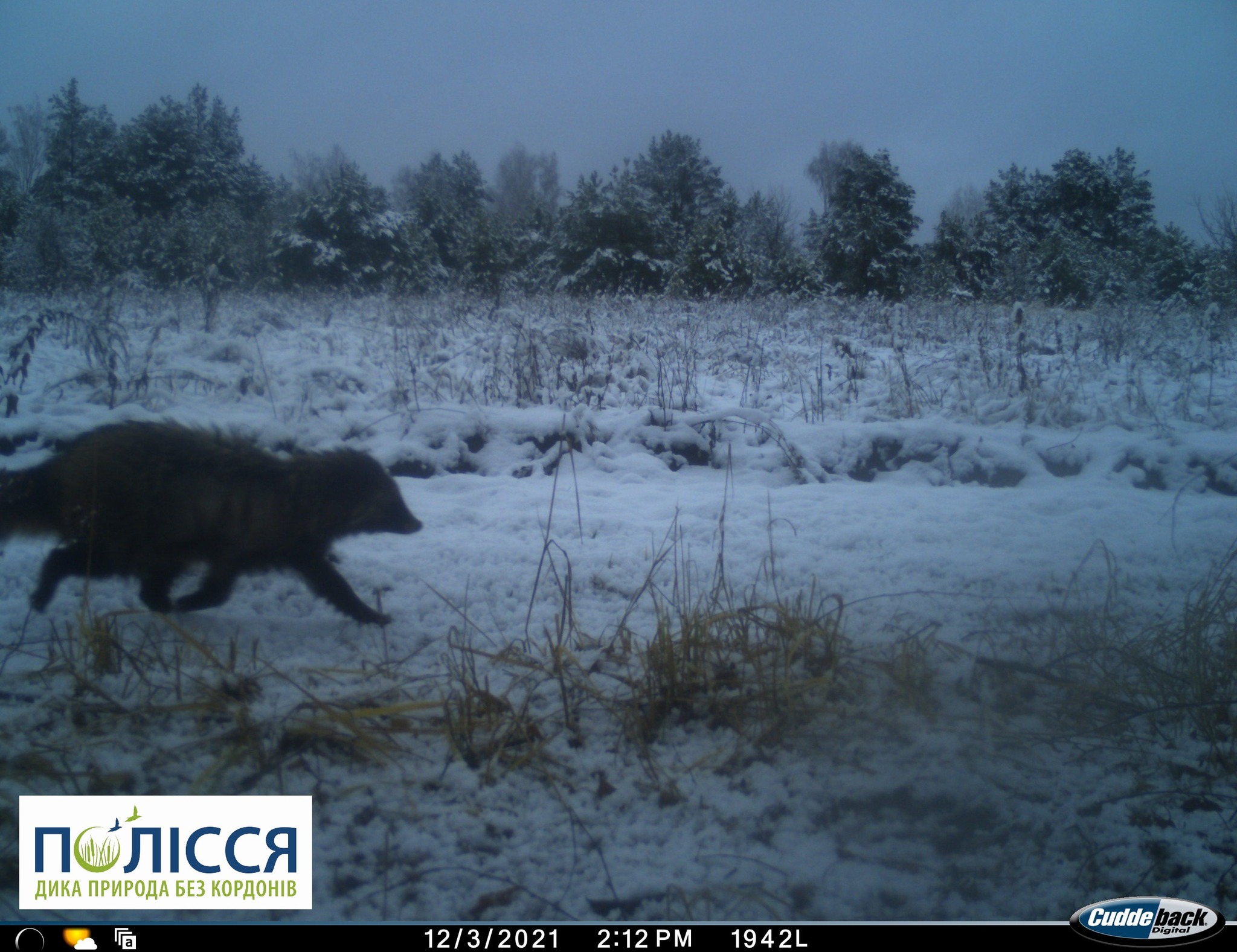 Єнот на снігу