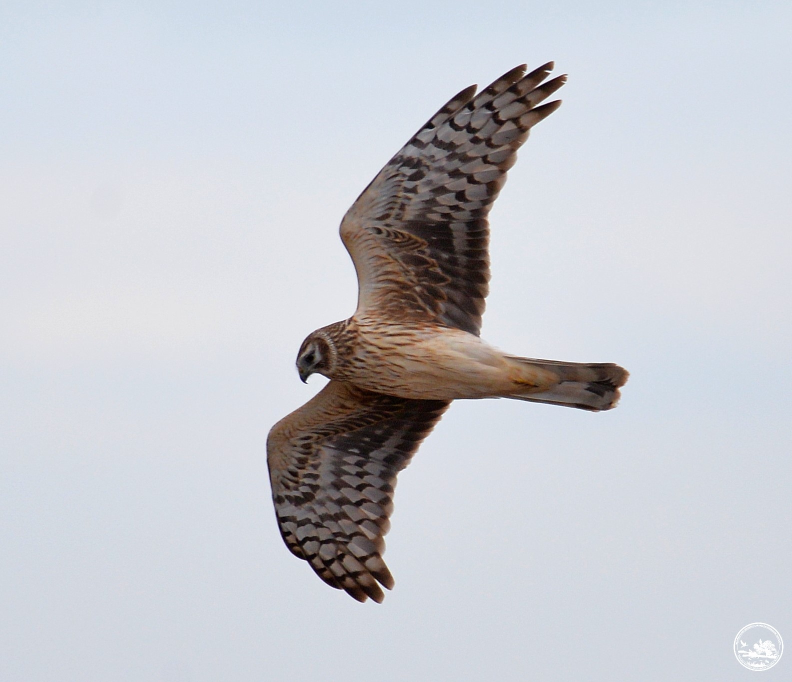 Польовий лунь, фото 3