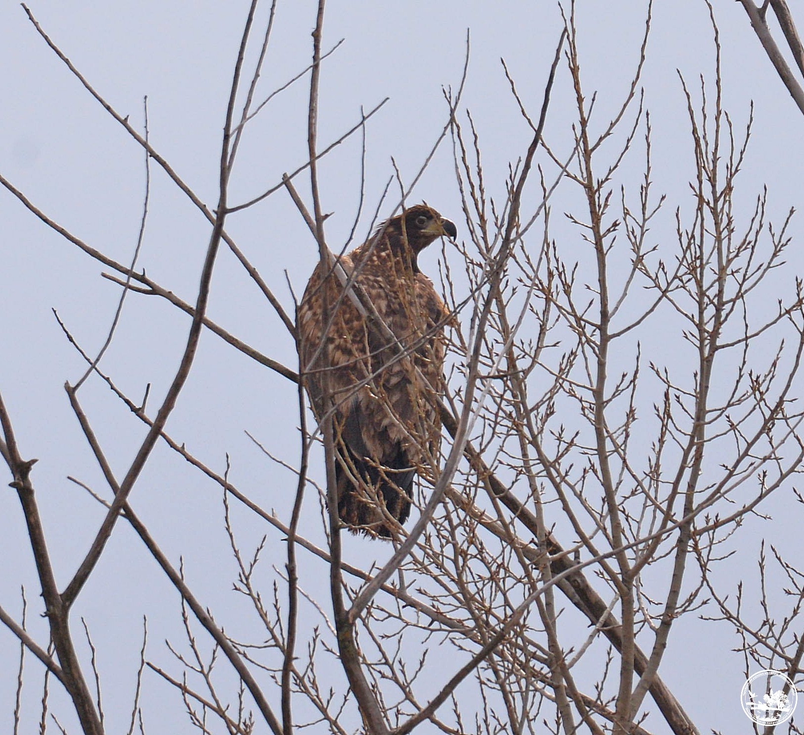 Птахи, фото 1