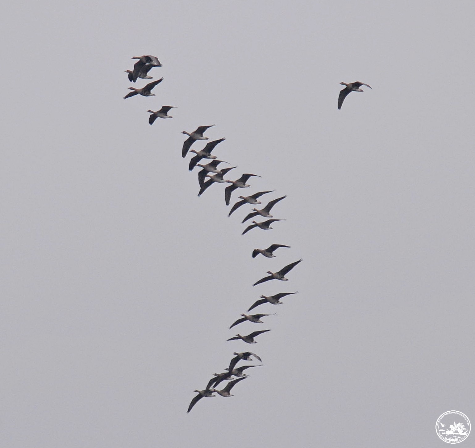 Птахи, фото 2