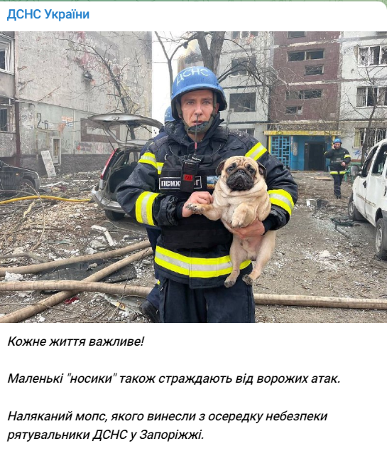 В Запорожье спасли мопса