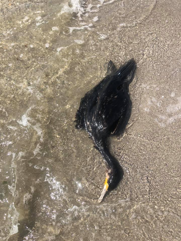 В Луговом Николаевской области, на пляже массово умирают черные бакланы. Фото: Facebook/ UAnimals.official