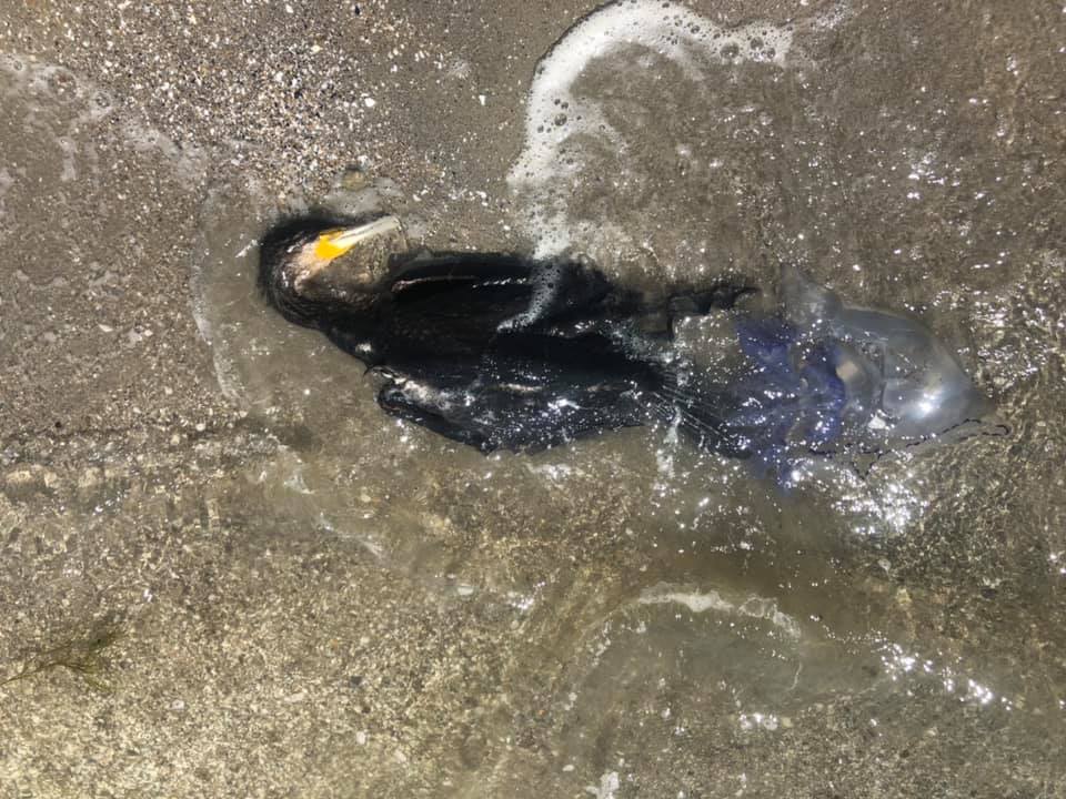 В Луговом Николаевской области, на пляже массово умирают черные бакланы. Фото: Facebook/ UAnimals.official