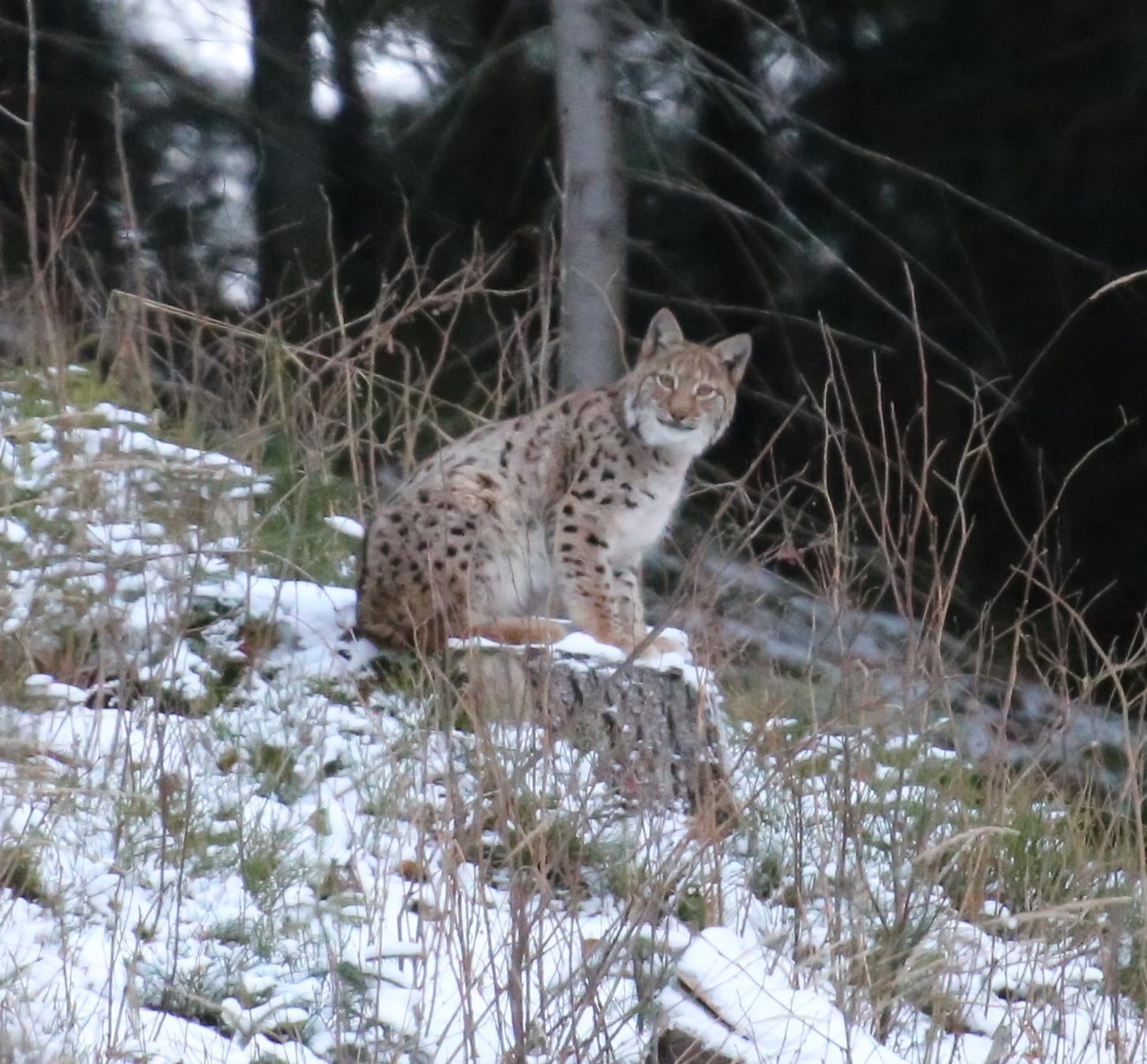 Рысь в Карпатах. Фото: Facebook / Мирон Марецкий