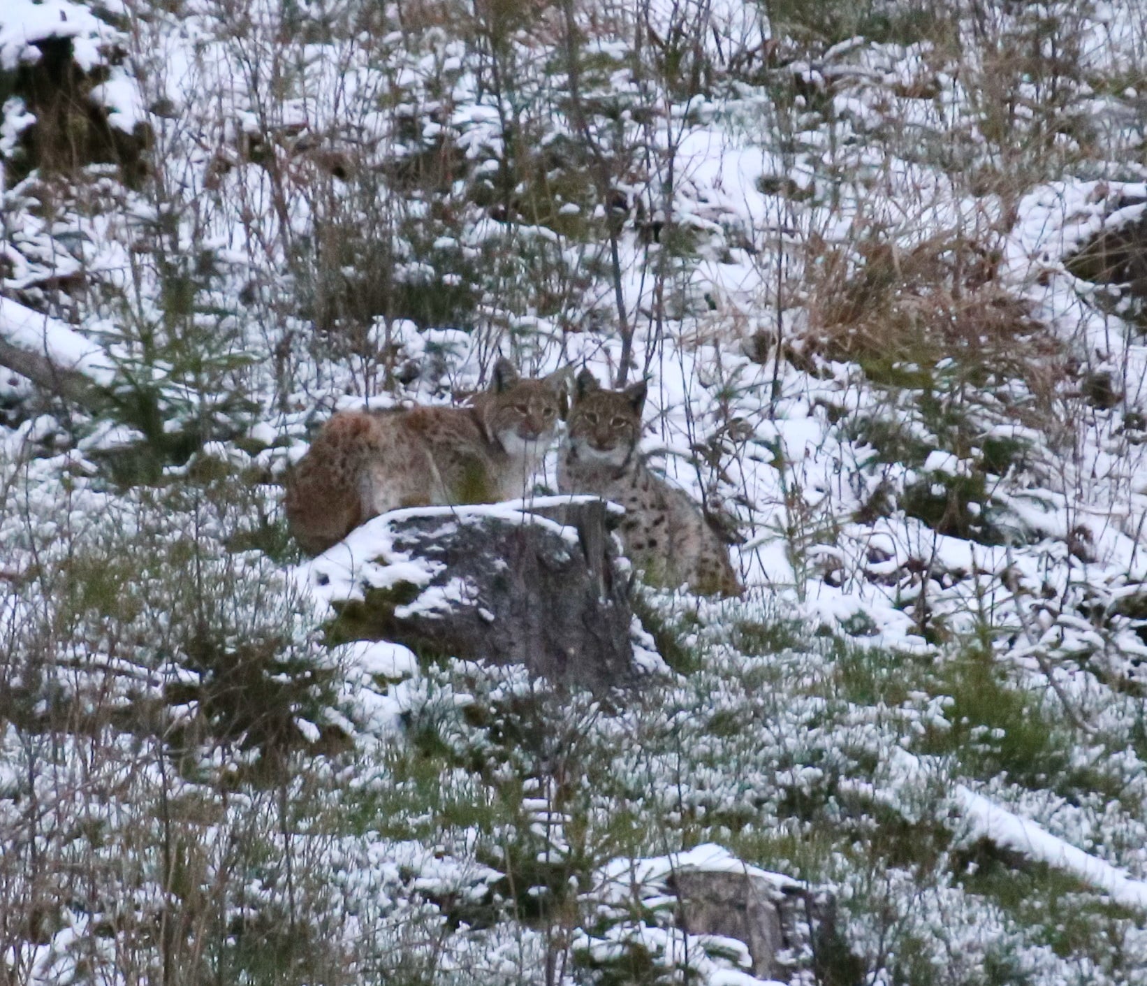 Рысь в Карпатах. Фото: Facebook / Мирон Марецкий