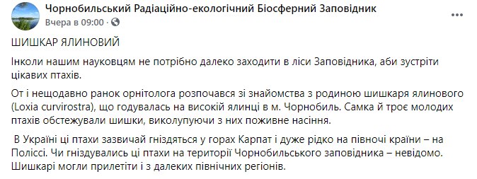 В Чернобыле начали гнездиться редкие птицы клёсты-еловики.
